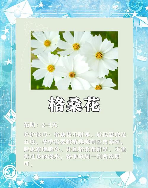 格桑花有什么寓意，格桑花的寓意和象征着？-第6张图片-优品飞百科