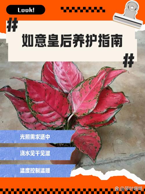 紫罗兰怎么叶插？紫罗兰叶插方法？-第4张图片-优品飞百科