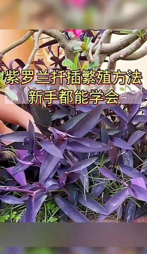 紫罗兰怎么叶插？紫罗兰叶插方法？-第5张图片-优品飞百科