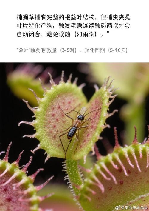 捕蝇草有什么作用，捕蝇草有什么作用作文？-第2张图片-优品飞百科