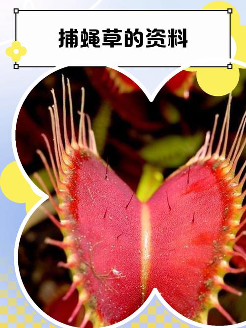 捕蝇草有什么作用，捕蝇草有什么作用作文？-第4张图片-优品飞百科