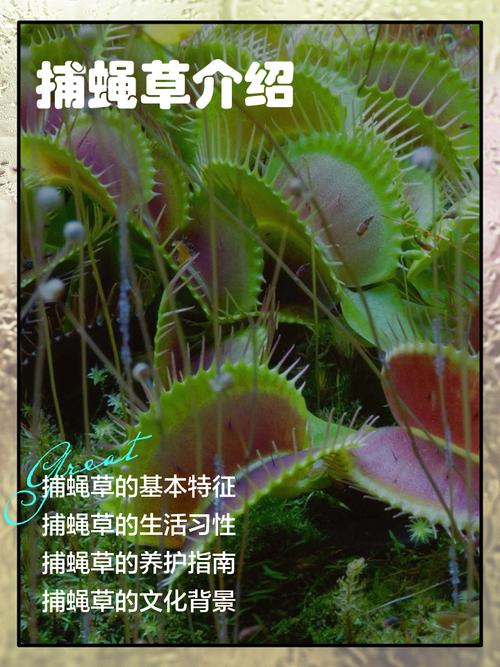 捕蝇草有什么作用，捕蝇草有什么作用作文？-第5张图片-优品飞百科