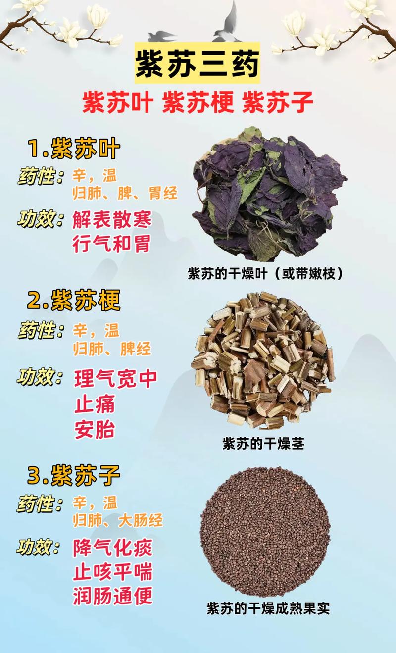 炒紫苏子的功效与作用，紫苏子的功效与作用及禁忌？炒紫苏子有什么功效？-第3张图片-优品飞百科
