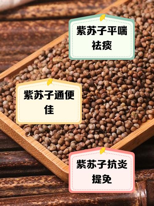 炒紫苏子的功效与作用，紫苏子的功效与作用及禁忌？炒紫苏子有什么功效？-第4张图片-优品飞百科