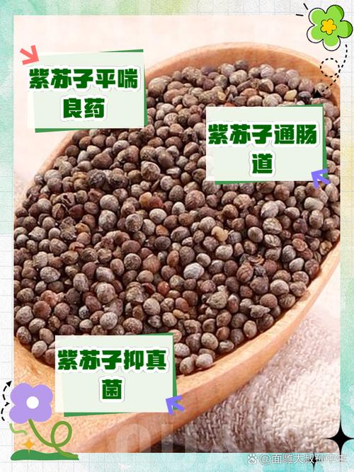 炒紫苏子的功效与作用，紫苏子的功效与作用及禁忌？炒紫苏子有什么功效？-第6张图片-优品飞百科
