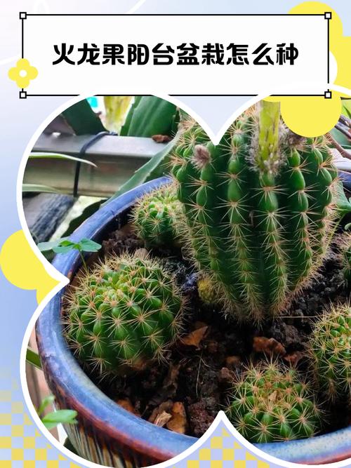 盆栽火龙果的养殖方法，家庭盆栽火龙果怎样养护