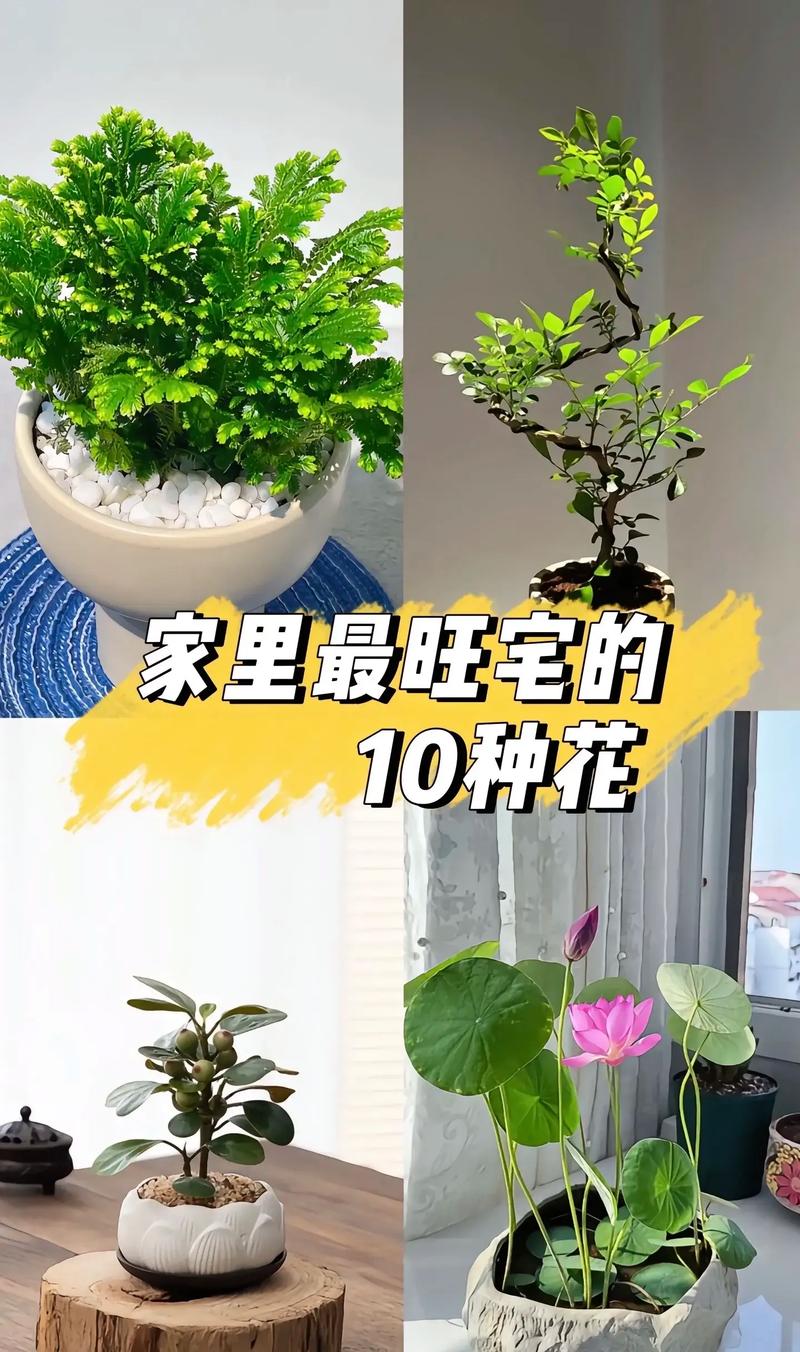 室内净化空气植株栽培方法，室内空气净化盆栽-第2张图片-优品飞百科