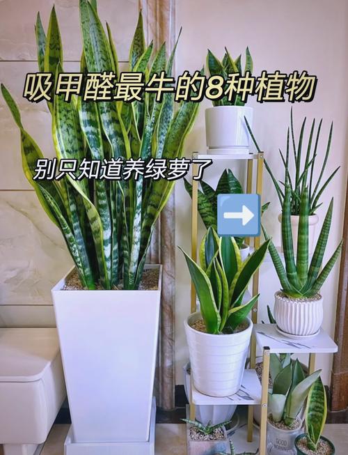 室内净化空气植株栽培方法，室内空气净化盆栽-第3张图片-优品飞百科
