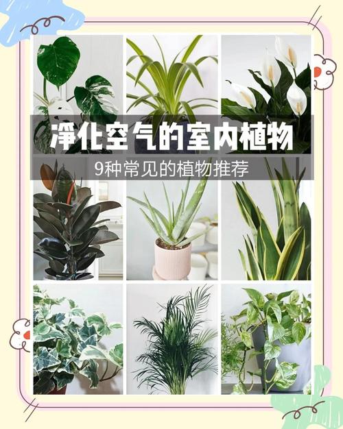室内净化空气植株栽培方法，室内空气净化盆栽-第5张图片-优品飞百科