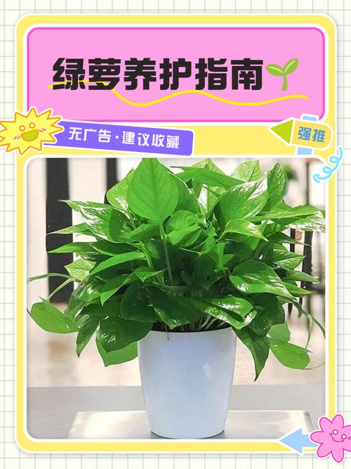 室内净化空气植株栽培方法，室内空气净化盆栽-第7张图片-优品飞百科