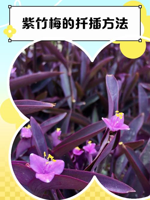 如何让紫竹梅长侧芽，如何让紫竹梅长侧芽呢-第2张图片-优品飞百科