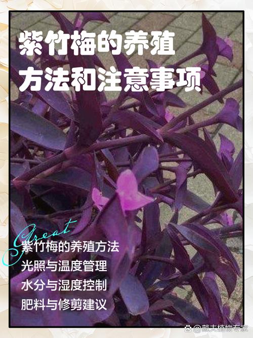 如何让紫竹梅长侧芽，如何让紫竹梅长侧芽呢-第3张图片-优品飞百科