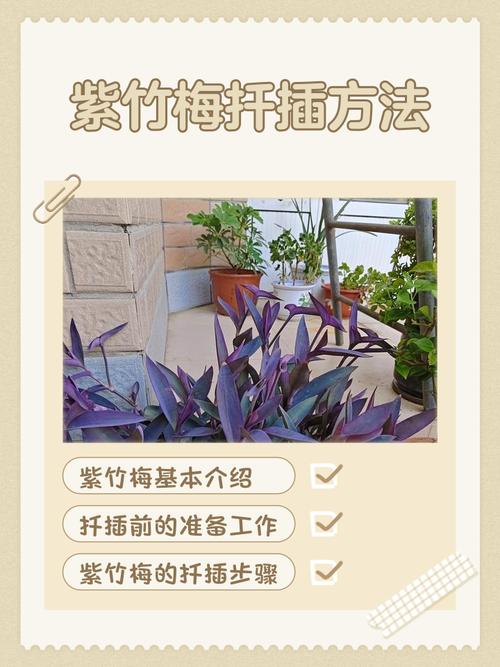 如何让紫竹梅长侧芽，如何让紫竹梅长侧芽呢-第4张图片-优品飞百科