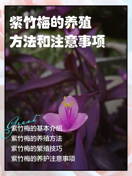 如何让紫竹梅长侧芽，如何让紫竹梅长侧芽呢-第5张图片-优品飞百科