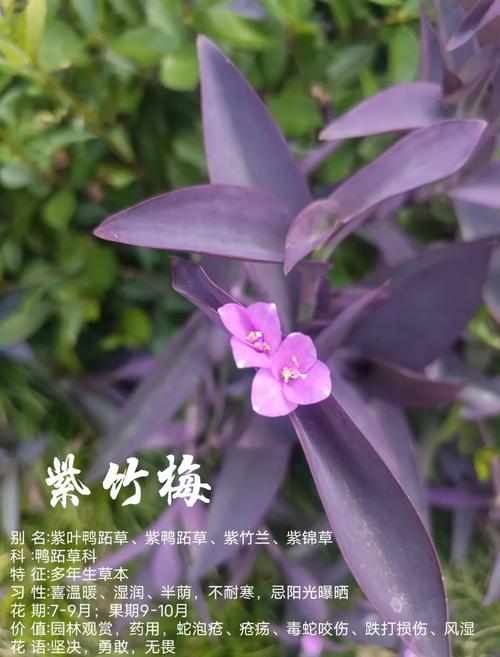 如何让紫竹梅长侧芽，如何让紫竹梅长侧芽呢-第6张图片-优品飞百科