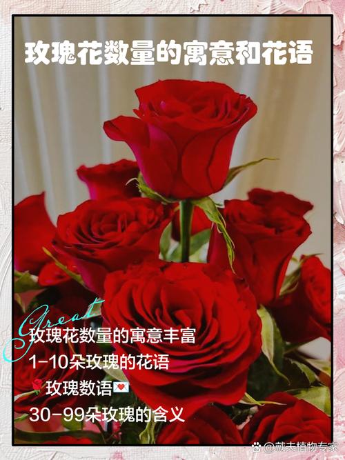 玫瑰花的含义是什么，送多少朵的含义，玫瑰花送多少支,花语-第2张图片-优品飞百科