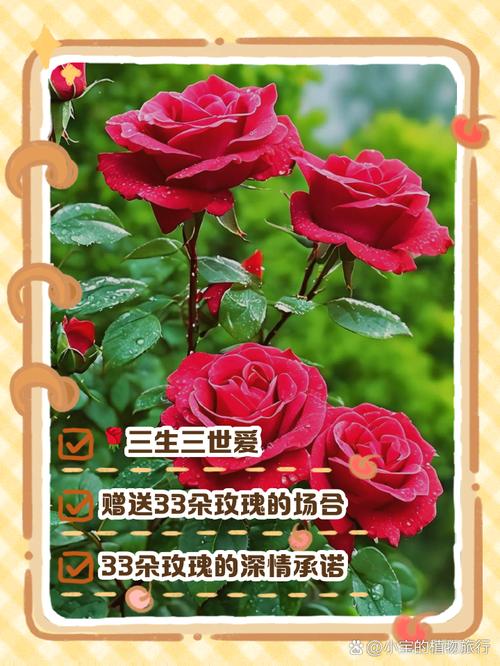 玫瑰花的含义是什么，送多少朵的含义，玫瑰花送多少支,花语-第5张图片-优品飞百科