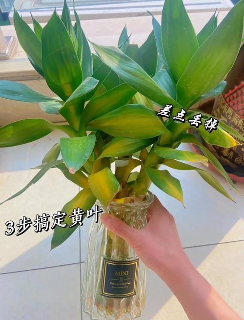 怎么养富贵竹，怎么养富贵竹不黄叶子生根快？-第3张图片-优品飞百科