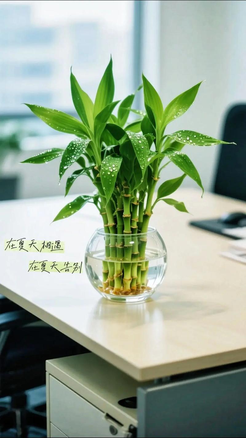 怎么养富贵竹，怎么养富贵竹不黄叶子生根快？-第4张图片-优品飞百科