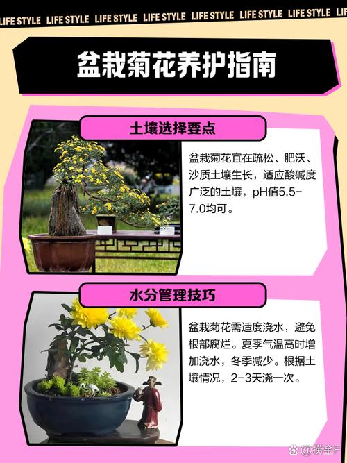 菊花怎样种植与管理？菊花怎样种植与管理技术？