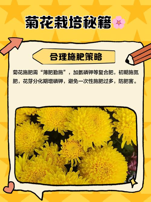 菊花怎样种植与管理？菊花怎样种植与管理技术？-第2张图片-优品飞百科