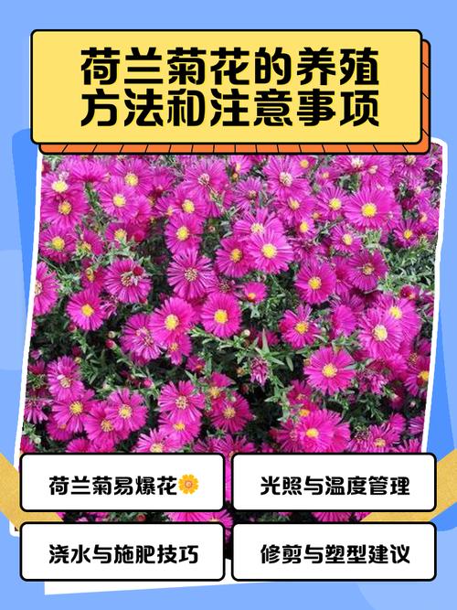 菊花怎样种植与管理？菊花怎样种植与管理技术？-第4张图片-优品飞百科