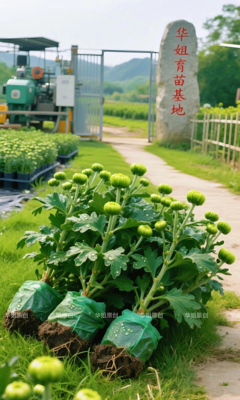 菊花怎样种植与管理？菊花怎样种植与管理技术？-第5张图片-优品飞百科