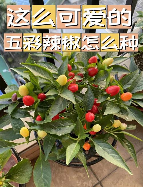 五彩椒怎么种植，五彩椒怎么种植方法？