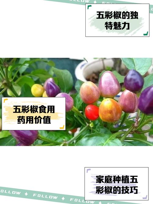 五彩椒怎么种植，五彩椒怎么种植方法？-第2张图片-优品飞百科