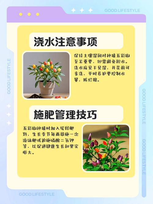 五彩椒怎么种植，五彩椒怎么种植方法？-第3张图片-优品飞百科