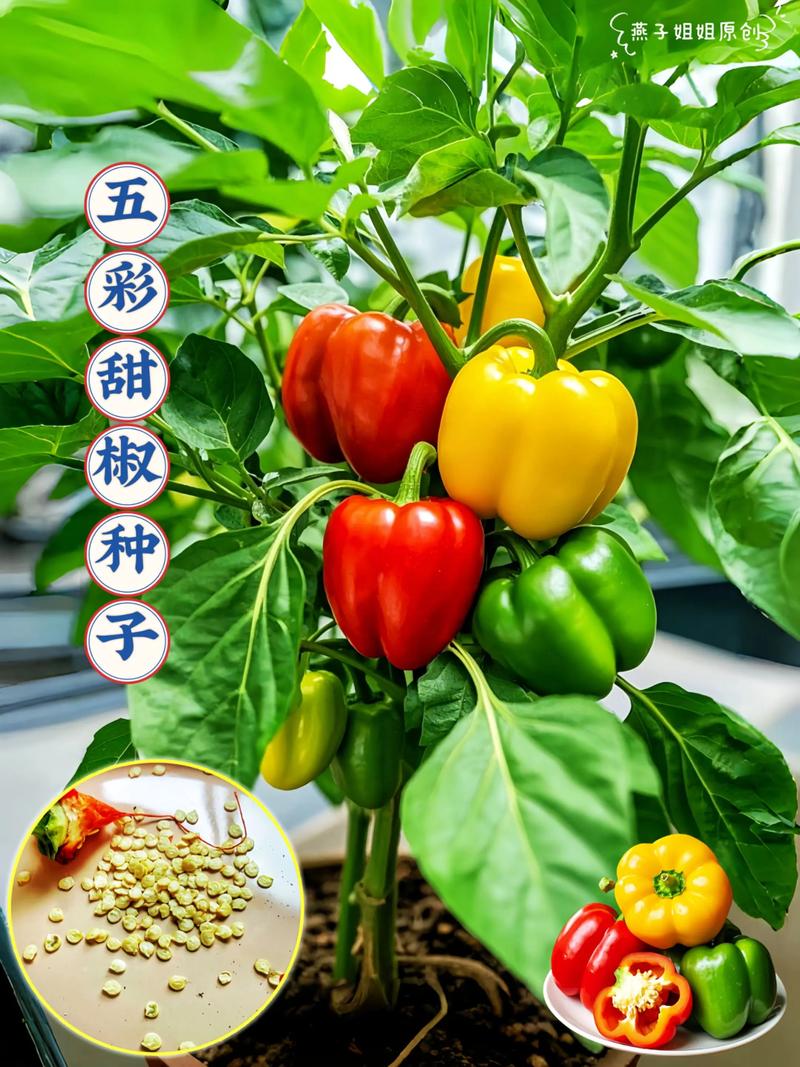 五彩椒怎么种植，五彩椒怎么种植方法？-第5张图片-优品飞百科