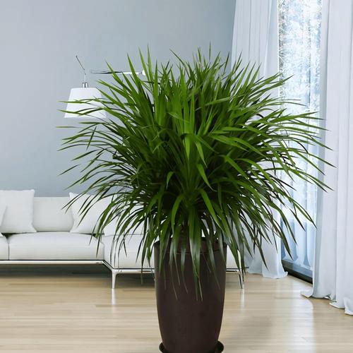 客厅最旺财的植物？客厅什么植物旺风水？