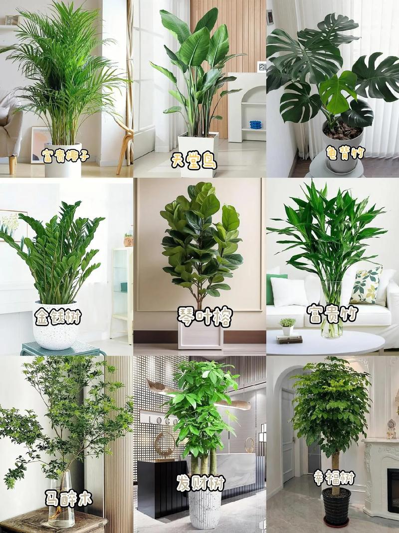 客厅最旺财的植物？客厅什么植物旺风水？-第2张图片-优品飞百科