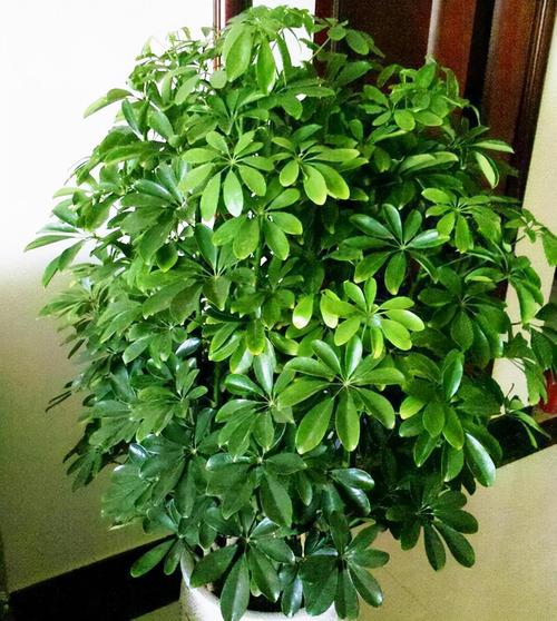 客厅最旺财的植物？客厅什么植物旺风水？-第4张图片-优品飞百科