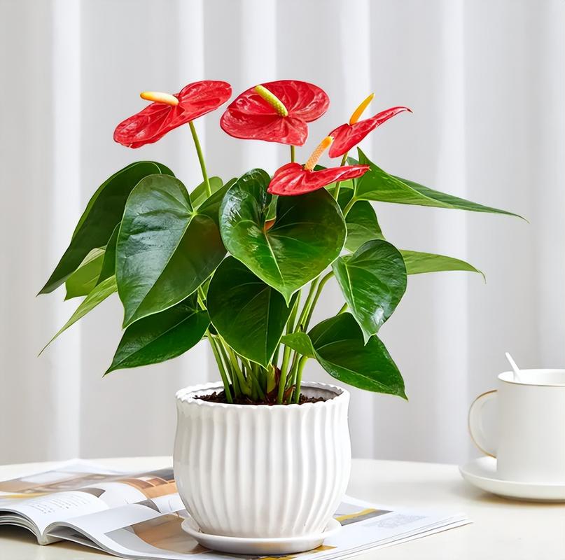 客厅最旺财的植物？客厅什么植物旺风水？-第5张图片-优品飞百科