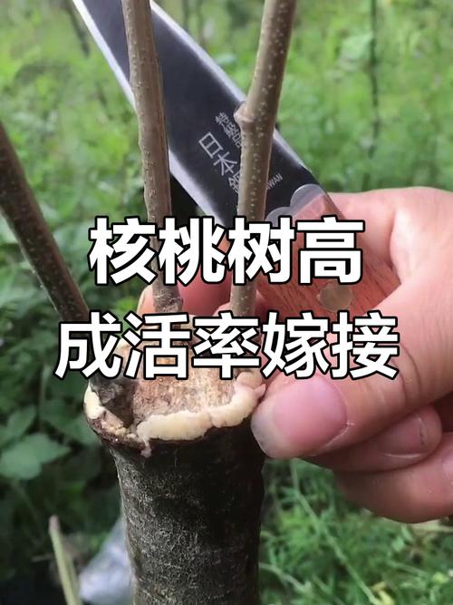桃树芽接时间和方法，桃树芽接时间和方法视频