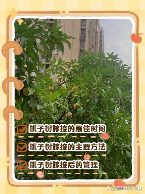 桃树芽接时间和方法，桃树芽接时间和方法视频-第2张图片-优品飞百科