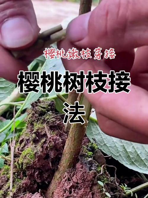 桃树芽接时间和方法，桃树芽接时间和方法视频-第3张图片-优品飞百科