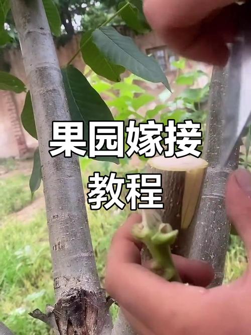 桃树芽接时间和方法，桃树芽接时间和方法视频-第4张图片-优品飞百科