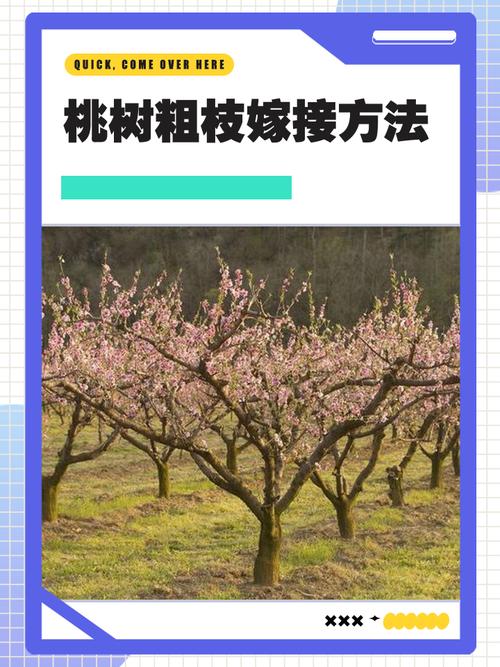 桃树芽接时间和方法，桃树芽接时间和方法视频-第5张图片-优品飞百科