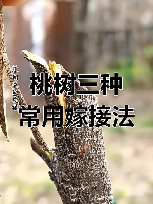 桃树芽接时间和方法，桃树芽接时间和方法视频-第6张图片-优品飞百科