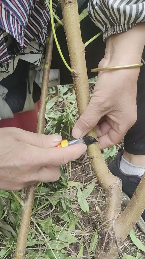 桃树芽接时间和方法，桃树芽接时间和方法视频-第7张图片-优品飞百科