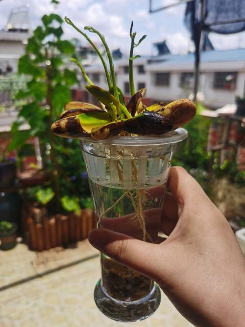 菠萝蜜的核怎么种盆栽？菠萝蜜的核能种吗?怎么种？