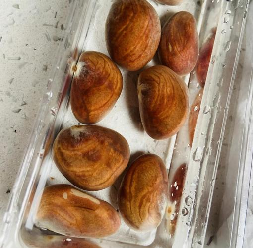 菠萝蜜的核怎么种盆栽？菠萝蜜的核能种吗?怎么种？-第2张图片-优品飞百科