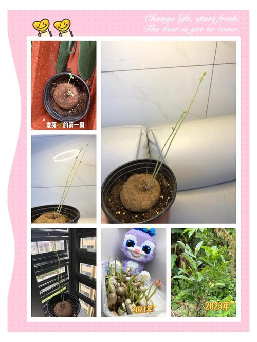 菠萝蜜的核怎么种盆栽？菠萝蜜的核能种吗?怎么种？-第4张图片-优品飞百科