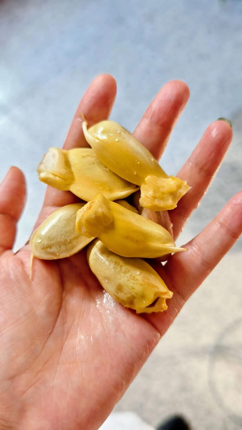 菠萝蜜的核怎么种盆栽？菠萝蜜的核能种吗?怎么种？-第7张图片-优品飞百科