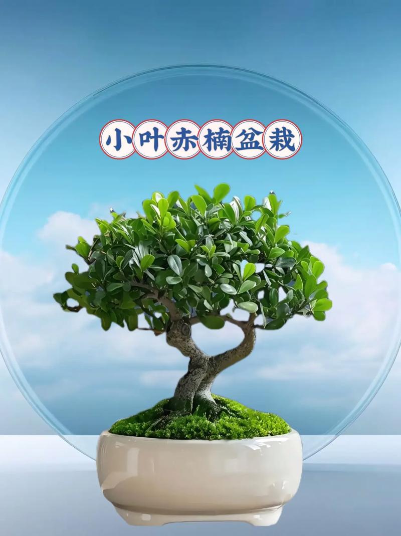 赤楠和假赤楠的区别？假赤楠真名叫什么？-第3张图片-优品飞百科