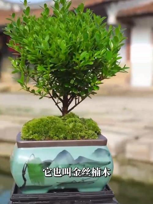 赤楠和假赤楠的区别？假赤楠真名叫什么？-第4张图片-优品飞百科