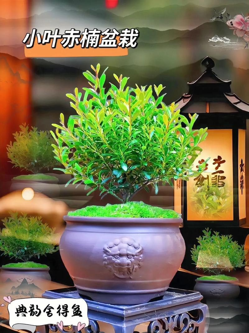 赤楠和假赤楠的区别？假赤楠真名叫什么？-第6张图片-优品飞百科