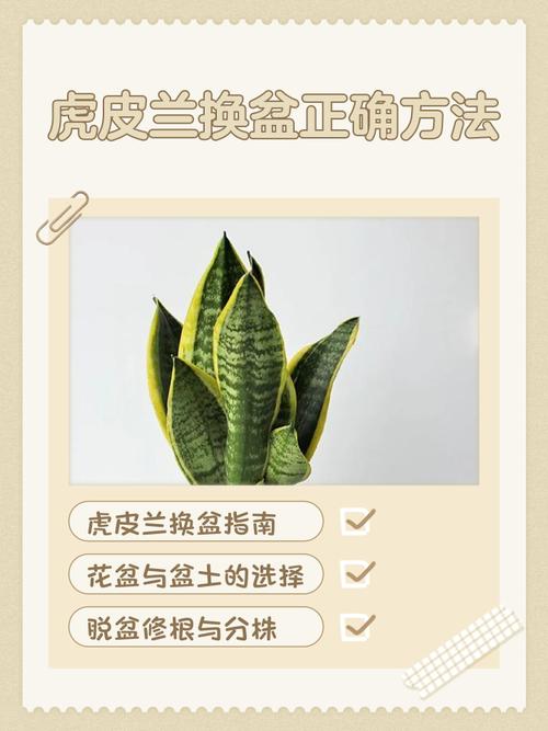 虎皮兰换盆后多久施肥？虎皮兰换盆后多久能恢复生长？